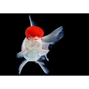 Оранда «Красная шапочка» (Redcap Oranda Goldfish) — короткотелая селекционная форма золотой рыбки. Получила название из-за большого красного нароста на голове, который похож на шапку.