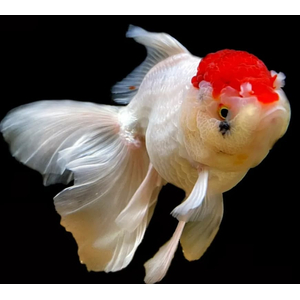Оранда «Красная шапочка» (Redcap Oranda Goldfish) — короткотелая селекционная форма золотой рыбки. Получила название из-за большого красного нароста на голове, который похож на шапку.