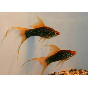 Чёрный вильчатый меченосец (Xiphophorus hellerii var Black, или Xiphophorus hellerii «Black Lyretail») — селекционная форма меченосца Геллера, отличающаяся глубоким чёрным окрасом и необычным хвостовым плавником с 1–3 удлинёнными лучами («мечами»), напоминающими вилку.