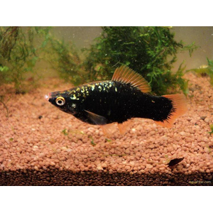 Меченосец чёрный (Xiphophorus hellerii var Black) — селекционная форма меченосца Геллера (зелёного). В природе не встречается.