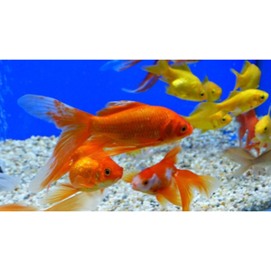 Комета ассорти — селекционная форма золотой рыбки (Carassius auratus), отличающаяся вытянутой торпедообразной формой тела и характерным хвостовым плавником с лентовидными лопастями. За необычно развитый хвост порода и получила своё название.