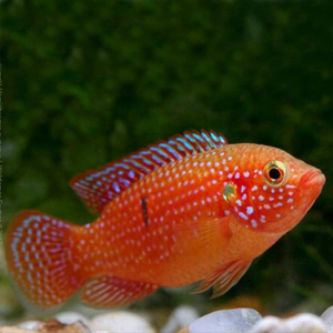 Хемихромис эксул (Rubricatochromis exsul, ранее — Hemichromis exsul) — пресноводная лучеперая рыбка из семейства Цихловые, известная как «красная жемчужина Африки» или «сокровище озера Туркана».