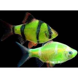 Барбус глофиш (GloFish) — генетически модифицированная форма суматранского барбуса (Puntius tetrazona), обладающая яркой флуоресцентной окраской. Эти рыбки светятся при искусственном или естественном освещении, особенно под лампами синего или ультрафиолетового спектра.