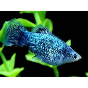 Пецилия калико голубая (Xiphophorus maculatus) — селекционная форма живородящей рыбки из семейства пецилиевых. Отличается яркой окраской с сочетанием голубого, чёрного и иногда красного цветов, а также характерным металлическим блеском.