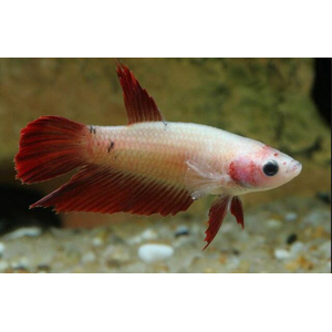 Курочка вуалевая (Veiltail Betta, Betta splendens) — селекционную форму бойцовых рыбок. Это одна из первых искусственно выведенных разновидностей петушков.