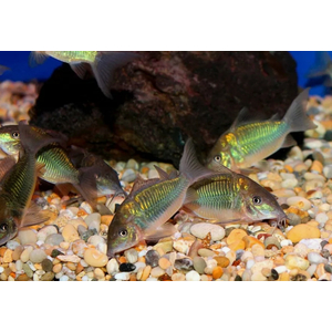 Brochis splendens — вид лучепёрых рыб из семейства панцирных сомов, известный также под названиями: зелёный сомик, зелёный брохис, изумрудный сомик. Некоторые систематики относят этот вид к сестринскому роду коридорасов (лат. Corydoras splendens).
