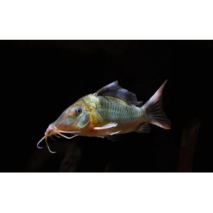 Brochis splendens — вид лучепёрых рыб из семейства панцирных сомов, известный также под названиями: зелёный сомик, зелёный брохис, изумрудный сомик. Некоторые систематики относят этот вид к сестринскому роду коридорасов (лат. Corydoras splendens).
