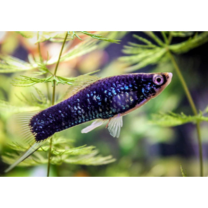Меченосец чёрный (Xiphophorus hellerii var Black) — селекционная форма меченосца Геллера (зелёного). В природе не встречается.