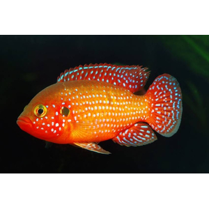Хемихромис эксул (Rubricatochromis exsul, ранее — Hemichromis exsul) — пресноводная лучеперая рыбка из семейства Цихловые, известная как «красная жемчужина Африки» или «сокровище озера Туркана».