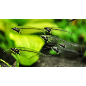 Kryptopterus bicirrhis (двуусый индийский стеклянный сомик, сом-призрак) — пресноводная лучепёрая рыба из семейства сомовых, обитающая в Юго-Восточной Азии.