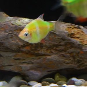 Барбус глофиш (GloFish) — генетически модифицированная форма суматранского барбуса (Puntius tetrazona), обладающая яркой флуоресцентной окраской. Эти рыбки светятся при искусственном или естественном освещении, особенно под лампами синего или ультрафиолетового спектра.