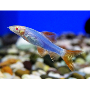 Лабео GLO синий (Labeo frenatus GloFish, также встречается название Epalzeorhynchos frenatus var. Blue) — генетически модифицированная аквариумная рыбка семейства карповых. Её отличительная особенность — яркая флуоресцентная окраска, которая сохраняется всю жизнь и становится ярче по мере взросления.