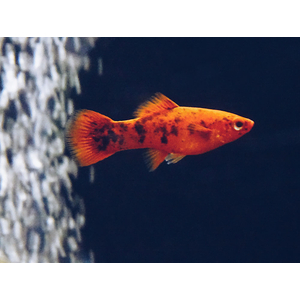 Меченосец тигровый (Xiphophorus hellerii var.) — селекционная форма меченосца Геллера (зелёного) и его ближайшего родственника — пецилии. Отличается характерным «тигровым» рисунком — хаотичным нагромождением тёмных пятен на теле, которые могут располагаться и на плавниках.