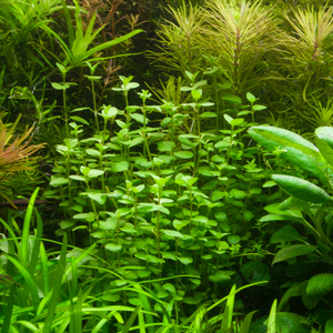 Bacopa australis (бакопа австралийская)

Отличительные особенности

Склонность стебля стелиться вдоль грунта. Это позволяет формировать пышные заросли или плотный зелёный ковёр.
Изменение окраски листьев. При ярком освещении листья могут приобретать розоватый или красноватый оттенок.
Хрупкость стеблей. Требует аккуратного обращения при пересадке и транспортировке.
Цветение. В благоприятных условиях на поверхности воды могут появляться белые четырёхлистные цветки.