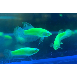 Курочка вуаль Glo — это генетически модифицированная самка петушка вуалевой формы (Betta splendens «Veiltail Glo»).