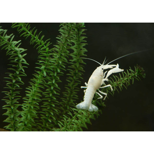 Флоридский белый рак (Procambarus clarkii) — аквариумная разновидность раков, известная своей белоснежной окраской и мощными клешнями.