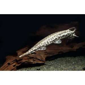 ПАНЦИРНАЯ ЩУКА ФЛОРИДСКАЯ -  (Lepisosteus platyrhincus)

Отличительная особенность породы

Главная особенность — прочная ганоидная чешуя, которая покрывает всё тело и напоминает броню. Она очень твёрдая, и в прошлом индейцы использовали её для изготовления наконечников стрел.
Ещё одна характерная черта — широкая морда и нижняя челюсть. При этом под нижней челюстью, в отличие от некоторых других видов панцирников, чешуя отсутствует.