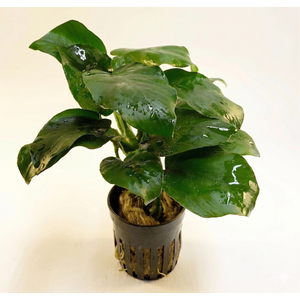 АНУБИАС БАРТЕРИ БРИЛЛИАНТ - Anubias barteri sp. Diamond