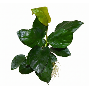 АНУБИАС БАРТЕРИ БРИЛЛИАНТ - Anubias barteri sp. Diamond
