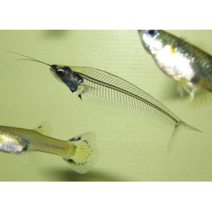Kryptopterus bicirrhis (двуусый индийский стеклянный сомик, сом-призрак) — пресноводная лучепёрая рыба из семейства сомовых, обитающая в Юго-Восточной Азии.