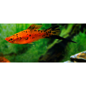 Меченосец тигровый (Xiphophorus hellerii var.) — селекционная форма меченосца Геллера (зелёного) и его ближайшего родственника — пецилии. Отличается характерным «тигровым» рисунком — хаотичным нагромождением тёмных пятен на теле, которые могут располагаться и на плавниках.