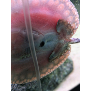 Скат Леопольди (Potamotrygon leopoldi) — вид скатов рода речных хвостоколов одноимённого семейства из отряда хвостоколообразных скатов. В народе его чаще называют «чёрным скатом» или «чёрным бриллиантом» за контрастный окрас.