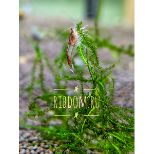 Неокаридины (род Neocaridina) — род мелких пресноводных ракообразных, многие виды которых используются в аквариумистике.Неокаридины (род Neocaridina) — род мелких пресноводных ракообразных, многие виды которых используются в аквариумистике.