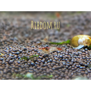 Неокаридины (род Neocaridina) — род мелких пресноводных ракообразных, многие виды которых используются в аквариумистике.
