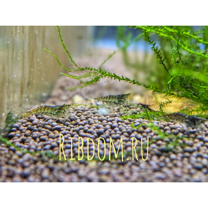 Неокаридины (род Neocaridina) — род мелких пресноводных ракообразных из семейства Atyidae, многие виды которых используются в аквариумистике.