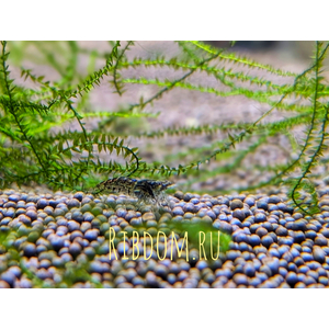 Неокаридины (род Neocaridina) — род мелких пресноводных ракообразных из семейства Atyidae, многие виды которых используются в аквариумистике.