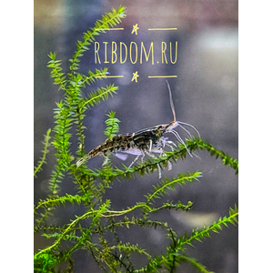 Неокаридины (род Neocaridina) — род мелких пресноводных ракообразных из семейства Atyidae, многие виды которых используются в аквариумистике.