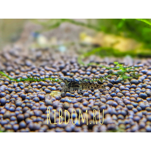 Неокаридины (род Neocaridina) — род мелких пресноводных ракообразных из семейства Atyidae, многие виды которых используются в аквариумистике.