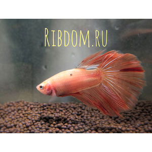 ​Pink Orchid Betta —  цветовая вариация сиамского петушка (Betta splendens), выведенная за счёт особого рисунка на плавниках, напоминающего цветок орхидеи.

Внешний вид

У этих рыбок обычно палевое, почти прозрачное тело (иногда его называют «целлофановым»), на котором эффектно контрастируют яркие пятна и полосы розового, лавандового и пурпурного оттенков на плавниках. Часто на краях плавников есть белая кайма. У некоторых особей на белых плавниках могут быть заметны прожилки бордового цвета.