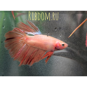 ​Pink Orchid Betta —  цветовая вариация сиамского петушка (Betta splendens), выведенная за счёт особого рисунка на плавниках, напоминающего цветок орхидеи.

Внешний вид

У этих рыбок обычно палевое, почти прозрачное тело (иногда его называют «целлофановым»), на котором эффектно контрастируют яркие пятна и полосы розового, лавандового и пурпурного оттенков на плавниках. Часто на краях плавников есть белая кайма. У некоторых особей на белых плавниках могут быть заметны прожилки бордового цвета.