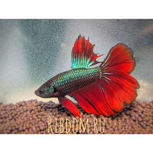 Rosetail Betta (розохвостый петушок) — это селекционная форма бойцовой рыбки (Betta splendens), известная своими эффектными, сильно разветвлёнными плавниками, которые в расправленном виде напоминают лепестки розы.