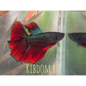Rosetail Betta (розохвостый петушок) — это селекционная форма бойцовой рыбки (Betta splendens), известная своими эффектными, сильно разветвлёнными плавниками, которые в расправленном виде напоминают лепестки розы.