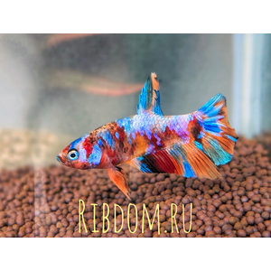ПЕТУШОК ПЛАКАТ КОИ НЕМО

Внешний вид

Это селекционная форма сиамского петушка (Betta splendens). Её отличительные черты:

Короткие мощные плавники — именно из-за такой формы их и называют «плакатами».
Яркий «карповый» окрас — красный, белый, чёрный и другие вариации.
Мраморный ген «немо» — создаёт уникальные индивидуальные узоры на чешуе.