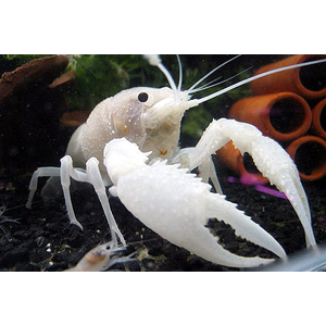 Флоридский белый рак (Procambarus clarkii) — аквариумная разновидность раков, известная своей белоснежной окраской и мощными клешнями.