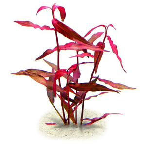 ПЕРСИКАРИЯ САН ПАУЛУ - Persicaria sp. 'Sao Paulo'