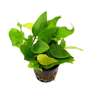 АНУБИАС НАНА ЗОЛОТОЙ mini - Anubias sp. golden