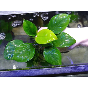 АНУБИАС БАРТЕРИ БРИЛЛИАНТ - Anubias barteri sp. Diamond