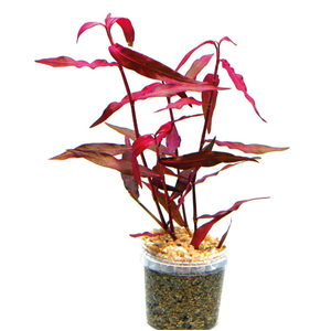 ПЕРСИКАРИЯ САН ПАУЛУ - Persicaria sp. 'Sao Paulo'