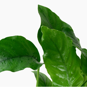 АНУБИАС БАРТЕРИ ВАР. БАРТЕРИ Anubias barteri var. barteri