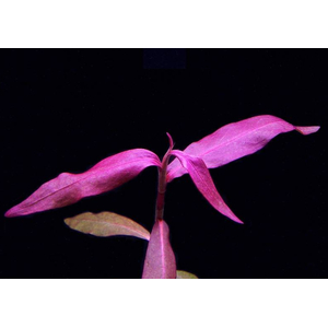 ПЕРСИКАРИЯ САН ПАУЛУ - Persicaria sp. 'Sao Paulo'