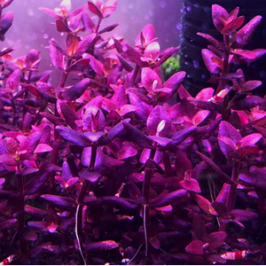 БАКОПА ЗАЛЬЦМАНА ПУРПУРНАЯ - Bacopa Salzmannii Purple