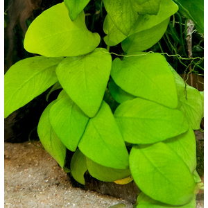 АНУБИАС НАНА ЗОЛОТОЙ mini - Anubias sp. golden