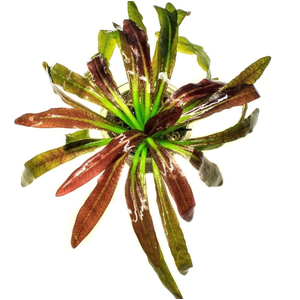 ЭХИНОДОРУС ГОРЕМАНА - Echinodorus horemanii red