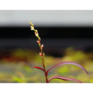 ПЕРСИКАРИЯ САН ПАУЛУ - Persicaria sp. 'Sao Paulo'