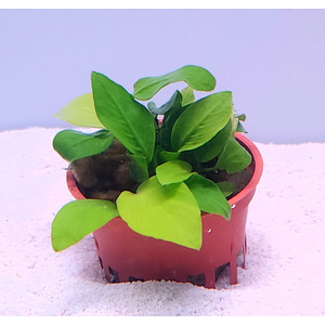 АНУБИАС НАНА ЗОЛОТОЙ mini - Anubias sp. golden