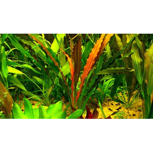 ЭХИНОДОРУС ГОРЕМАНА - Echinodorus horemanii red